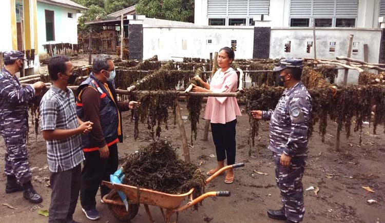 panen rumput laut