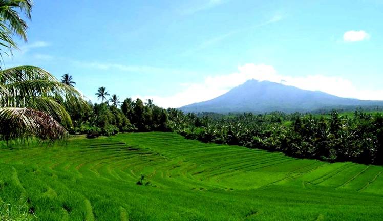 Hamparan sawah