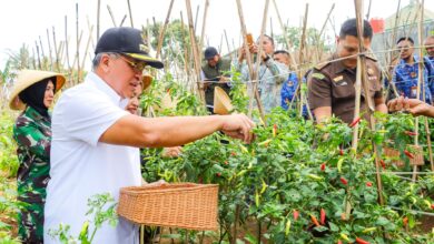 Photo of PJ Wali Kota Cimahi Panen Cabai Bersama Petani Cabai Kampung Nyalindung