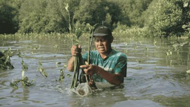 Photo of 22 Mei, LindungiHutan Serukan Pentingnya Lindungi Habitat untuk Masa Depan Alam