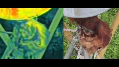 Photo of Terra Drone Indonesia Berikan Pelatihan Pengoperasian DJI Matrice 4 Thermal kepada Yayasan Ekosistem Lestari untuk Konservasi Orangutan