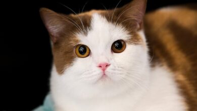 Photo of Imlek Dimulai Dengan Cara yang Lebih Meowgic di Grand Galaxy Park Bekasi