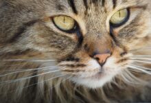 Photo of Cara Membersihkan Mata Kucing Tanpa Drama