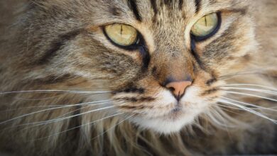 Photo of Cara Membersihkan Mata Kucing Tanpa Drama