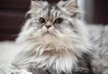 Photo of Tips Memilih Kandungan Shampo Kucing Untuk Kesehatan Bulu