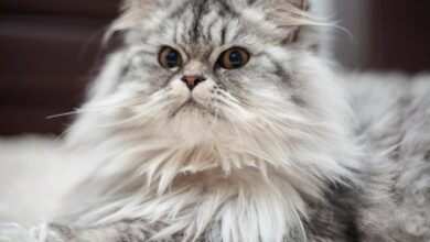 Photo of Tips Memilih Kandungan Shampo Kucing Untuk Kesehatan Bulu
