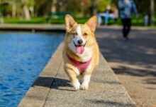 Photo of Berikut Karakteristik Anjing Corgi yang Menggemaskan
