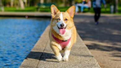 Photo of Berikut Karakteristik Anjing Corgi yang Menggemaskan