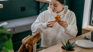 Photo of 5 Rekomendasi Pet Friendly Cafe di Jakarta untuk Hangout di Akhir Pekan