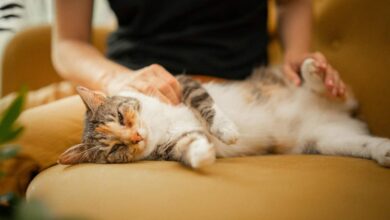 Photo of Posisi Tidur Kucing Ternyata Bisa Menunjukkan Kondisi dan Perasaannya