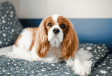 Photo of Kenapa Cavalier King Charles Spaniel Jadi Salah Satu Doggy Favorit Pecinta Hewan