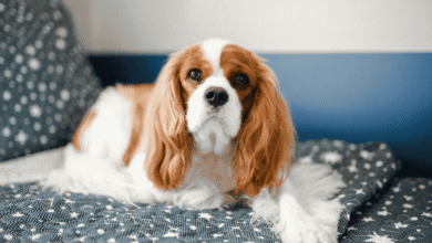 Photo of Kenapa Cavalier King Charles Spaniel Jadi Salah Satu Doggy Favorit Pecinta Hewan